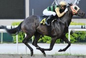 Makkura on her way to victory at her latest outing under Joao Moreira.<br>Photo by Singapore Turf Club